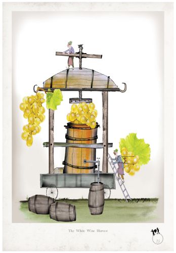 White Wine Harvest - whimsical fun white wine lovers print by Tony Fernandes